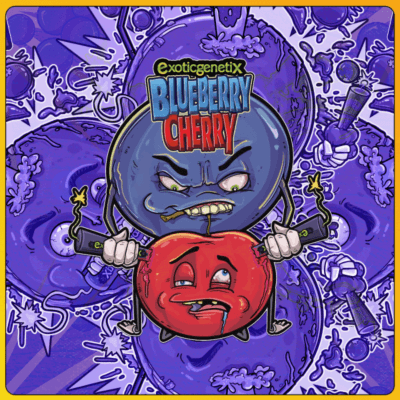 EXOTIC_GENETIX_BLUEBERRY_CHERRY_ARTWORK_LUSCIOUS_GENETICS