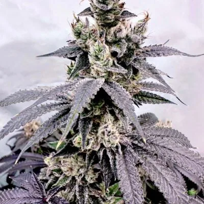 EXOTIC_GENETIX_DUMB_GAS_FLOWER_1_LUSCIOUS_GENETICS