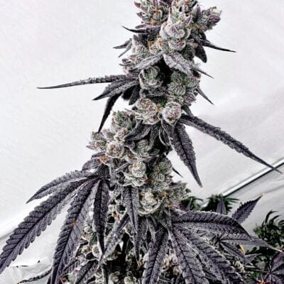 EXOTIC_GENETIX_GRAPECHATA_FLOWER_1_LUSCIOUS_GENETICS