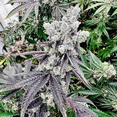 EXOTIC_GENETIX_GRAPE_GARY_FLOWER_1_LUSCIOUS_GENETICS