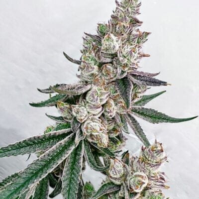 EXOTIC_GENETIX_KACKLESNATCH_FLOWER_1_LUSCIOUS_GENETICS