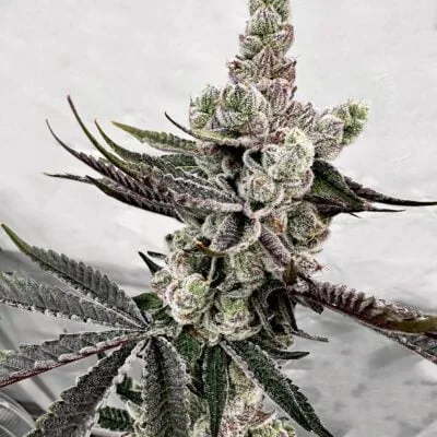 EXOTIC_GENETIX_PETROL_POTION_FLOWER_1_LUSCIOUS_GENETICS