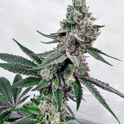 EXOTIC_GENETIX_TWISTED_TERPZ_FLOWER_1_LUSCIOUS_GENETICS