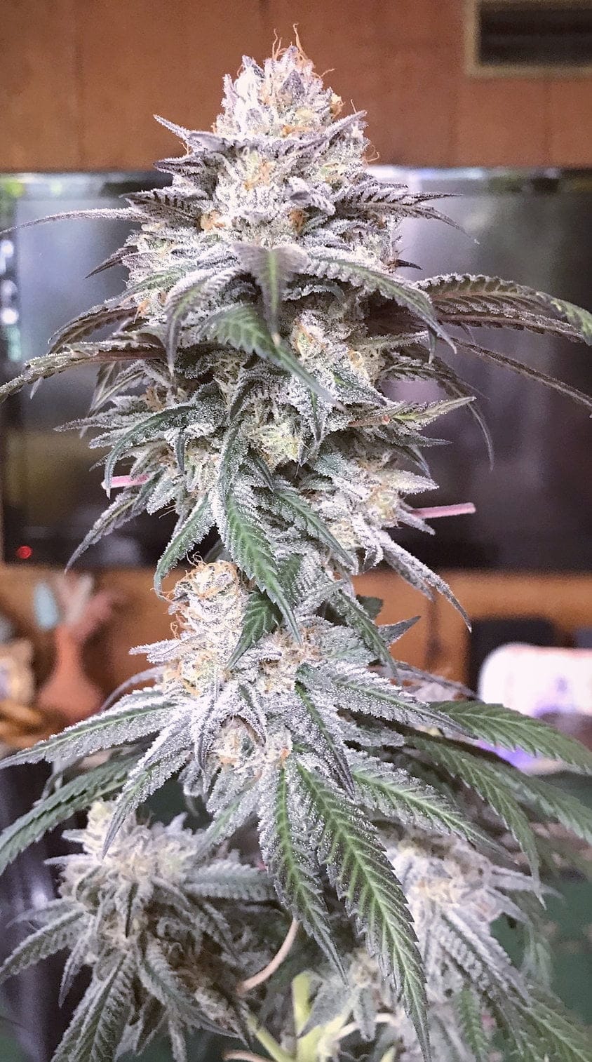 HIGH_POWER_GENETICS_HIGH_POWERED_MINTS_F1_FLOWER_4_LUSCIOUS_GENETICS