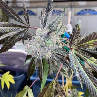 HIGH_POWER_GENETICS_SO_JUICY_F1_FLOWER_1_LUSCIOUS_GENETICS