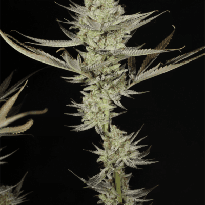 MASS_MEDICAL_STRAINS_KERNEL_PUTANG_S1_FLOWER_1_LUSCIOUS_GENETICS