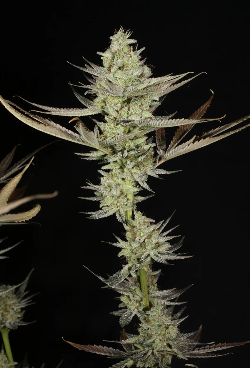 MASS_MEDICAL_STRAINS_KERNEL_PUTANG_S1_FLOWER_1_LUSCIOUS_GENETICS