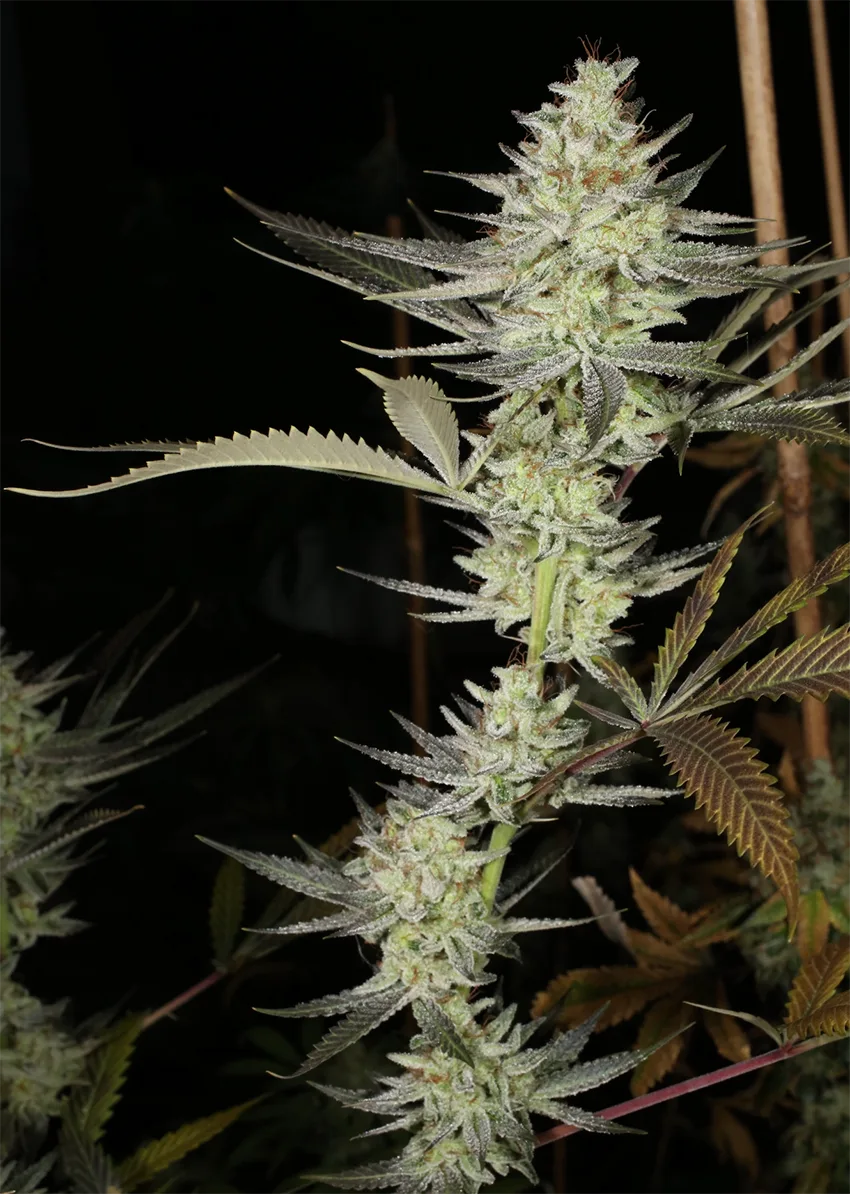 MASS_MEDICAL_STRAINS_KERNEL_PUTANG_S1_FLOWER_2_LUSCIOUS_GENETICS
