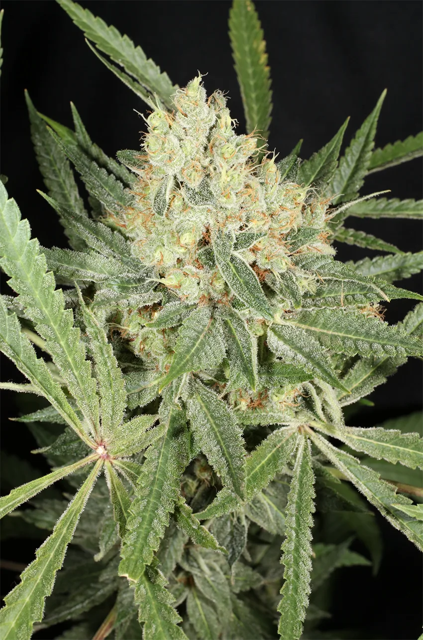 MASS_MEDICAL_STRAINS_KERNEL_PUTANG_S1_FLOWER_3_LUSCIOUS_GENETICS