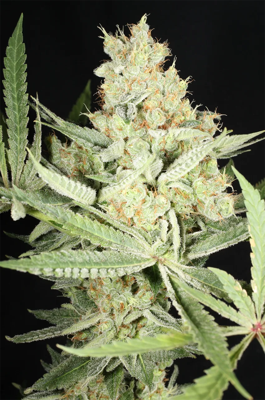 MASS_MEDICAL_STRAINS_KERNEL_PUTANG_S1_FLOWER_4_LUSCIOUS_GENETICS