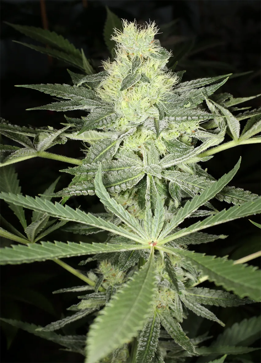 MASS_MEDICAL_STRAINS_KERNEL_PUTANG_S1_FLOWER_5_LUSCIOUS_GENETICS