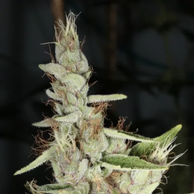MASS_MEDICAL_STRAINS_KETCHUP_HAZE_FLOWER_1_LUSCIOUS_GENETICS