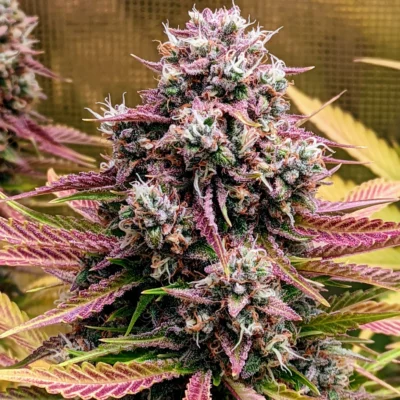 MEPHISTO_GENETICS_DEEZ_NUGGS_FLOWER_1_LUSCIOUS_GENETICS