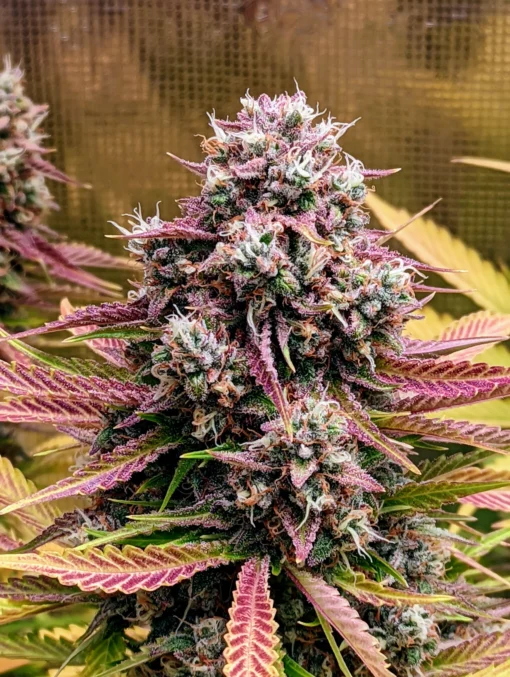 MEPHISTO_GENETICS_DEEZ_NUGGS_FLOWER_1_LUSCIOUS_GENETICS