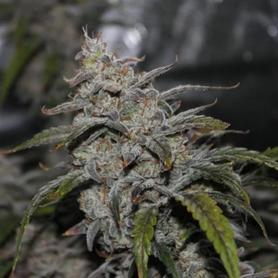 MEPHISTO_GENETICS_GRAPE_WALKER_KUSH_FLOWER_1_LUSCIOUS_GENETICS