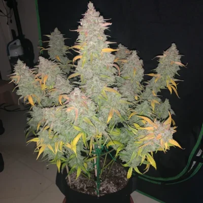 MEPHISTO_GENETICS_ILLUMINAUTO_49_GRAPPA_FLOWER_2_LUSCIOUS_GENETICS