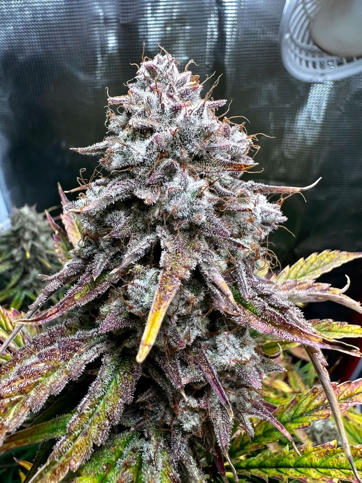 MEPHISTO_GENETICS_ILLUMINAUTO_56_GIRL_SCOUT_MONKEYS_FLOWER_1_LUSCIOUS_GENETICS