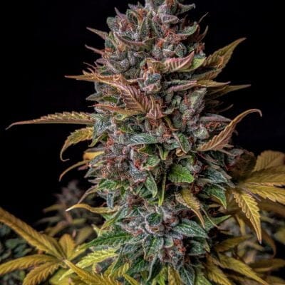 MEPHISTO_GENETICS_ORANGE_BISCUITS_FLOWER_1_LUSCIOUS_GENETICS