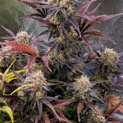 MEPHISTO_GENETICS_SCREWBALL_ICE_CREAM_FLOWER_1_LUCSIOUS_GENETICS