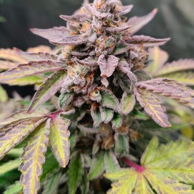 MEPHISTO_GENETICS_STRAWBERRY_SLUSHIE_FLOWER_2_LUCSIOUS_GENETICS