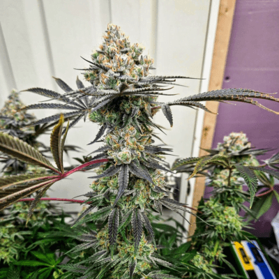 TRICHOME_BROS_APPLE_FRITTER_x_CHERNOBYL_FLOWER_1_LUSCIOUS_GENETICS