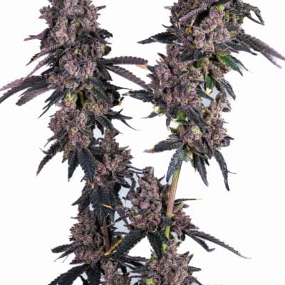 CLEARWATER_GENETICS_APPLES_AND_BANANAS_PABLOS_REVENGE_FLOWER_1_LUSCIOUS_GENETICS