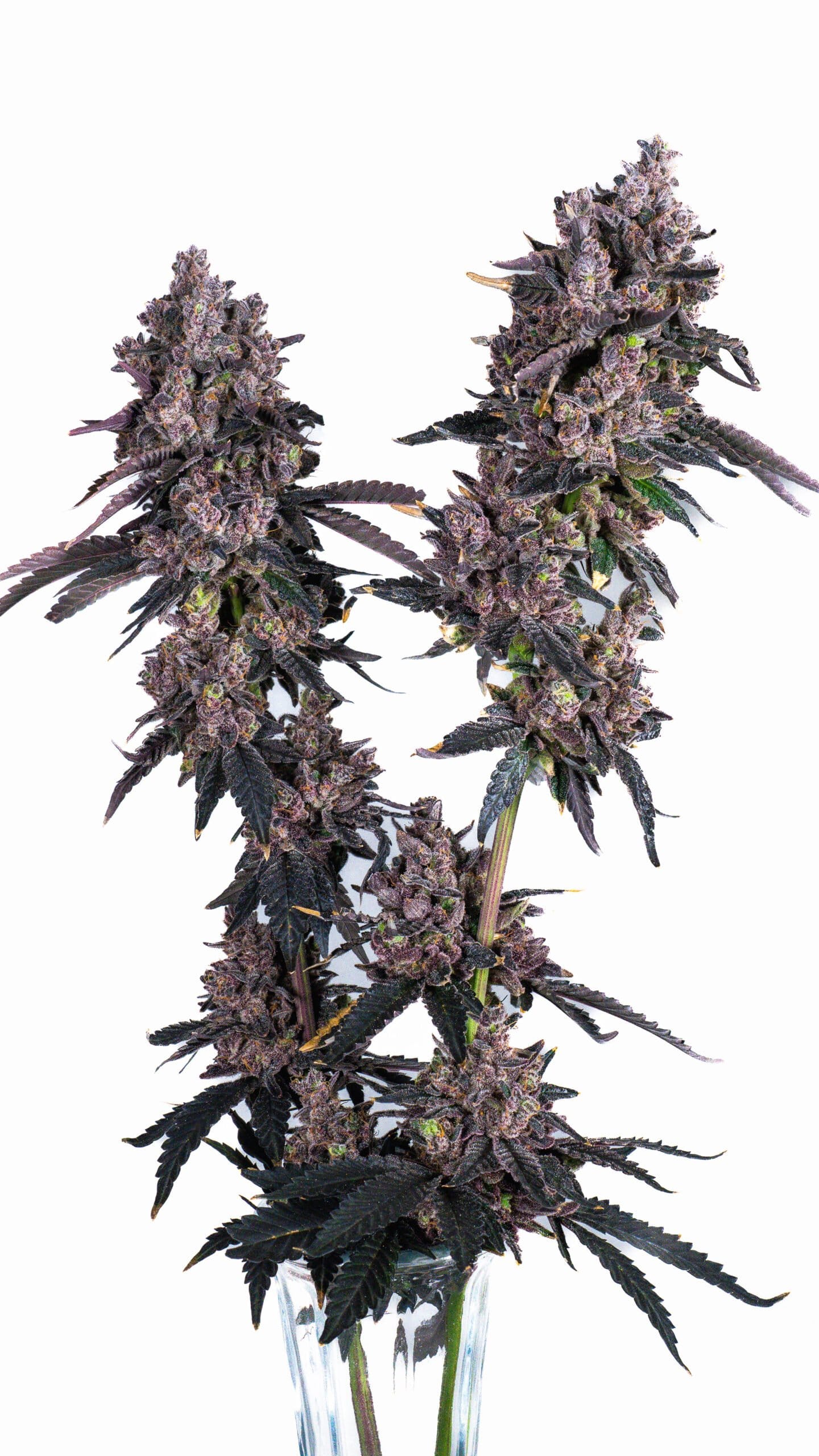 CLEARWATER_GENETICS_APPLES_AND_BANANAS_PABLOS_REVENGE_FLOWER_1_LUSCIOUS_GENETICS