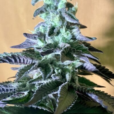 CLEARWATER_GENETICS_BLACK_ORCHARD_FLOWER_1_LUSCIOUS_GENETICS
