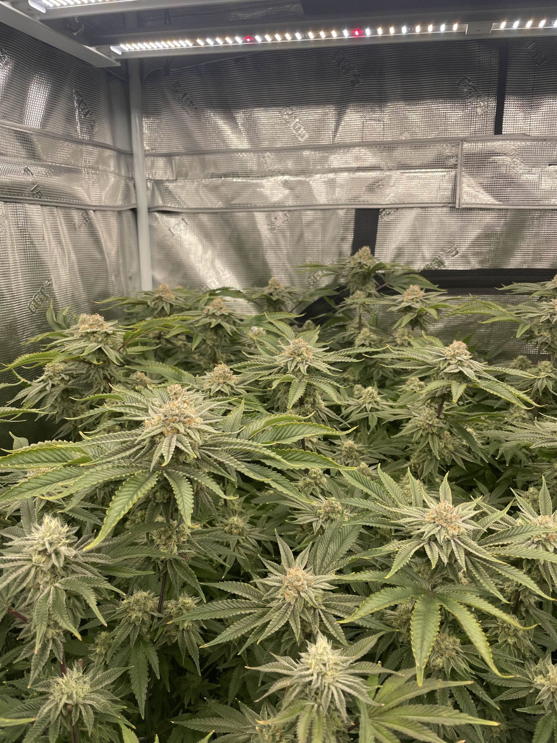 CLEARWATER_GENETICS_CHACO_EAST_COAST_SOUR_DEEP_SPACE_FLOWER_1_LUSCIOUS_GENETICS