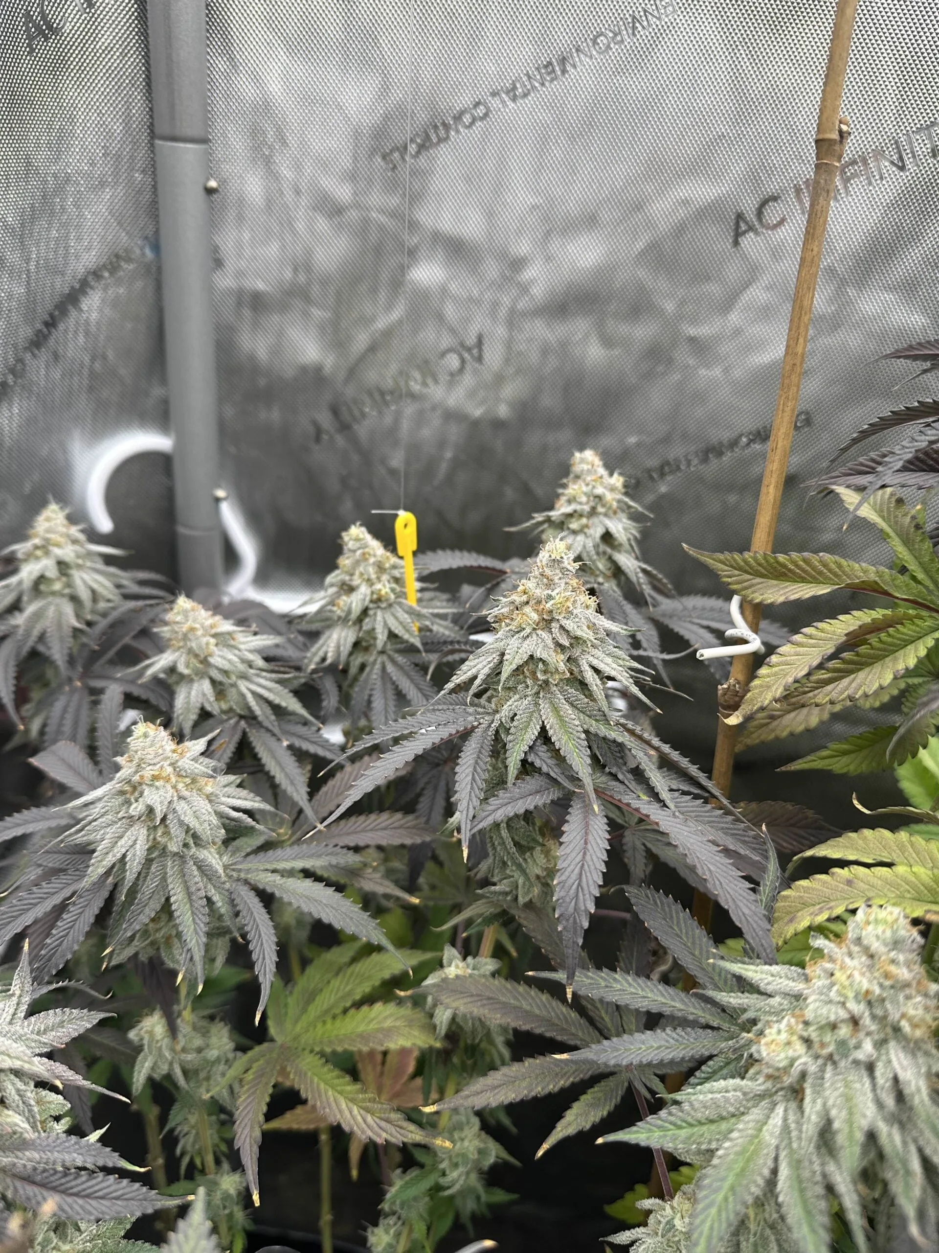 その他 CNP liquid sativa 18-0-1 GreenePunch Complete Liquid Fertilizer | N-Ext – Yard