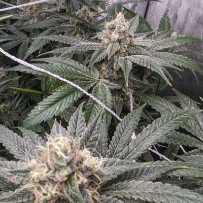 CLEARWATER_GENETICS_KARMA_2020_FLOWER_1_LUSCIOUS_GENETICS