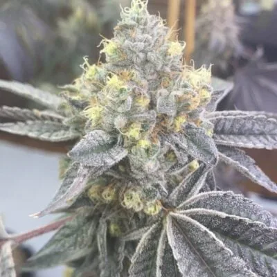 CLEARWATER_GENETICS_OOOZECAKE_APPLE_TARTZ_FLOWER_1_LUSCIOUS_GENETICS
