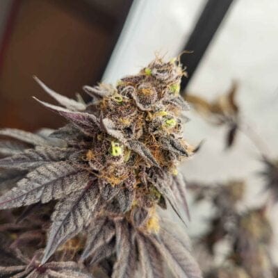 CLEARWATER_GENETICS_PURPLE_DOSES_FLOWER_1_LUSCIOUS_GENETICS