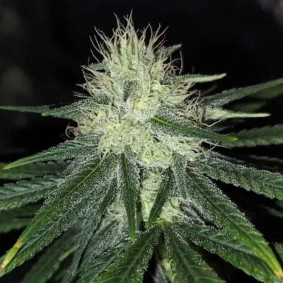 CLEARWATER_GENETICS_TOASTER_STRUDEL_NOW_AND_LATER__FLOWER_1_LUSCIOUS_GENETICS