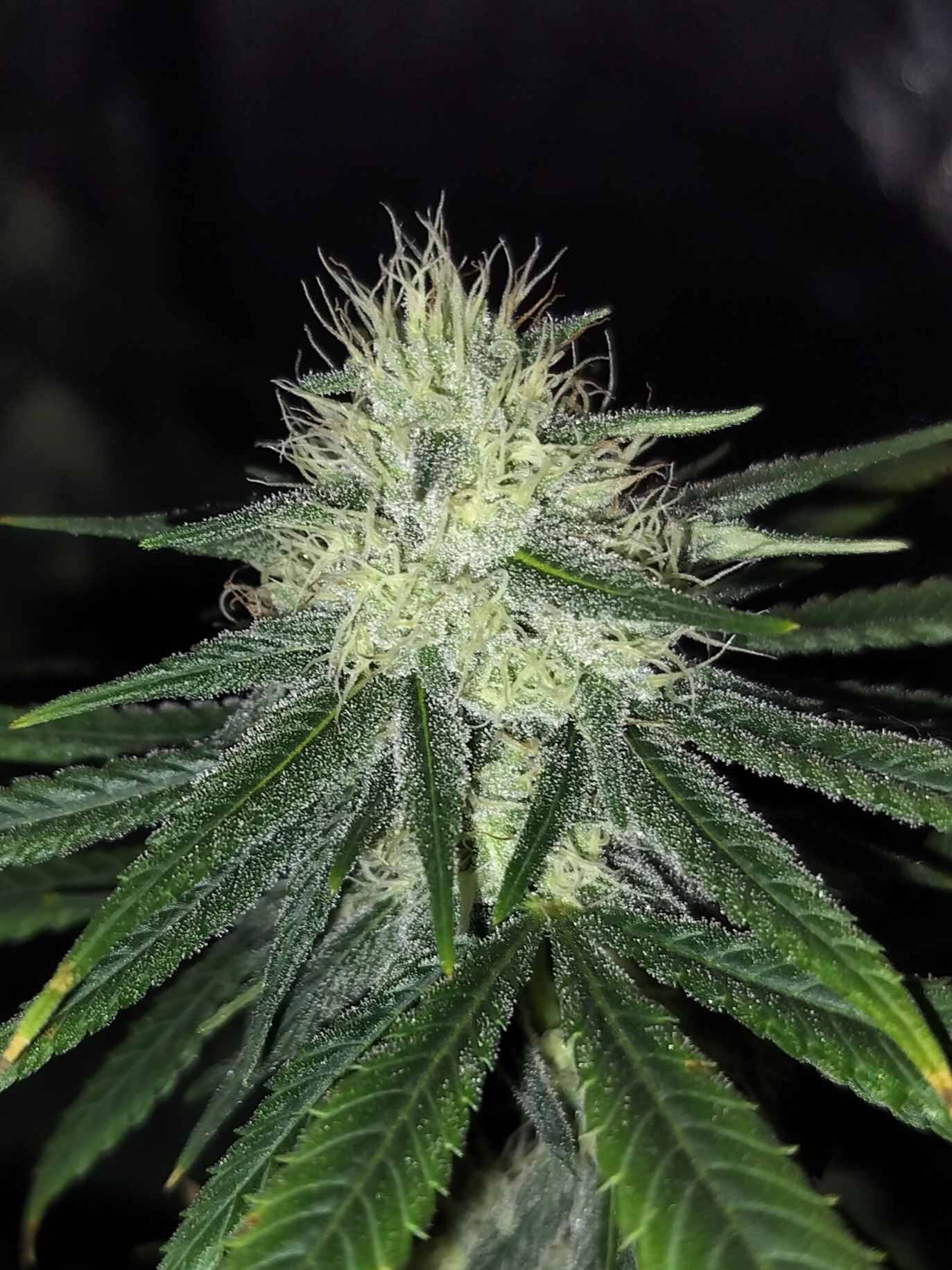 CLEARWATER_GENETICS_TOASTER_STRUDEL_NOW_AND_LATER__FLOWER_1_LUSCIOUS_GENETICS