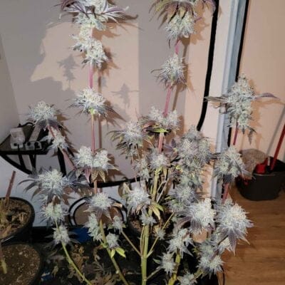 CLEARWATER_GENETICS_WHITE_HOT_SCREAMSICLE_FLOWER_1_LUSCIOUS_GENETICS