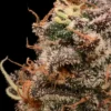 Atlas Seed Sour Cherry Diesel