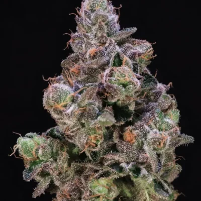 ATLAS_SEED_BLUEBERRY_SWIRL_FLOWER_1_LUSCIOUS_GENETICS