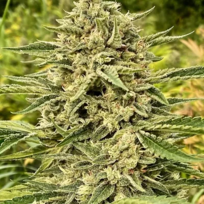 ATLAS_SEED_BLUE_DREAM_AUTO_FLOWER_1_LUSCIOUS_GENETICS