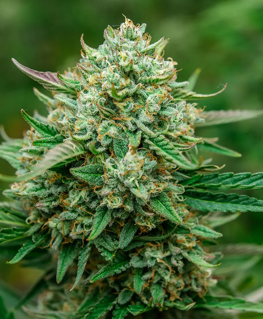 ATLAS_SEED_FROOT_BY_THE_FOOT_AUTO_FLOWER_1_LUSCIOUS_GENETICS