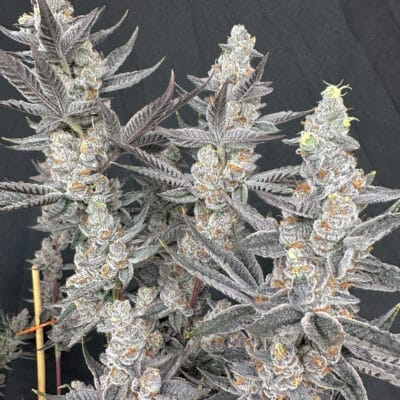 SOLFIRE_GARDENS_DIAMOND_DAGGERS_FLOWER_1_LUSCIOUS_GENETICS