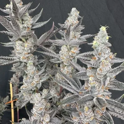 SOLFIRE_GARDENS_DIAMOND_DAGGERS_FLOWER_1_LUSCIOUS_GENETICS