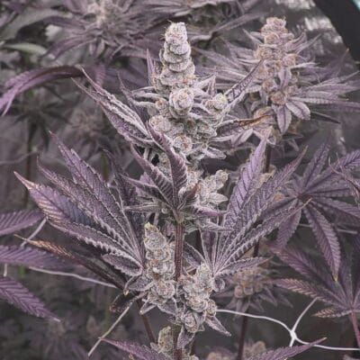SOLFIRE_GARDENS_LIL_SUMPIN_SUMPIN_FLOWER_1_LUSCIOUS_GENETICS