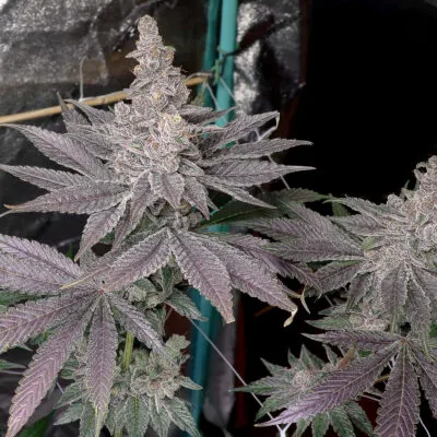 SOLFIRE_GARDENS_SWOLFIRE_FLOWER_1_LUSCIOUS_GENETICS