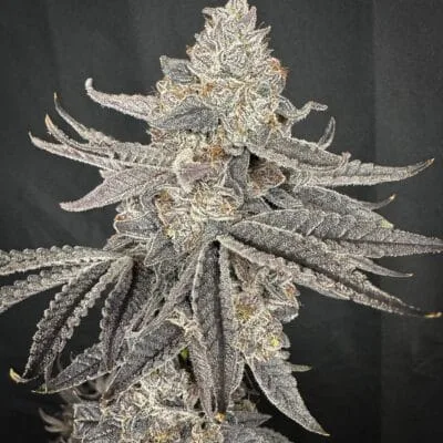 SOLFIRE_GARDENS_YACHT_PARTY_FLOWER_1_LUSCIOUS_GENETICS