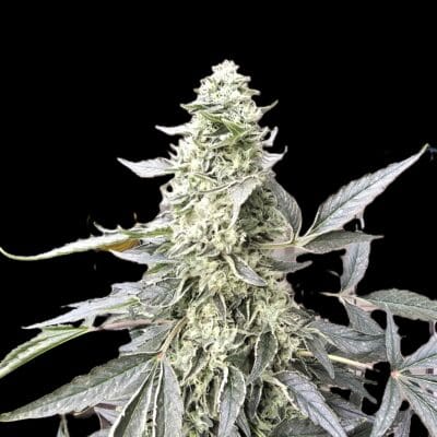 Trichome Bros Annapurna