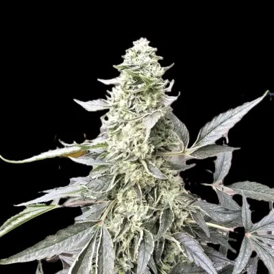 Trichome Bros Annapurna