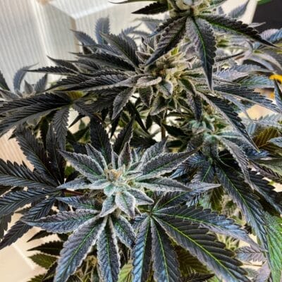 TRICHOME_BROS_KHUMBU_ICEFALL_FLOWER_10_LUSCIOUS_GENETICS