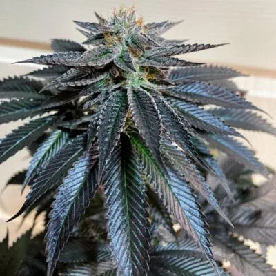 TRICHOME_BROS_LHOTSE_FLOWER_6_LUSCIOUS_GENETICS