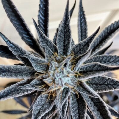 TRICHOME_BROS_TENZING_FLOWER_12_LUSCIOUS_GENETICS